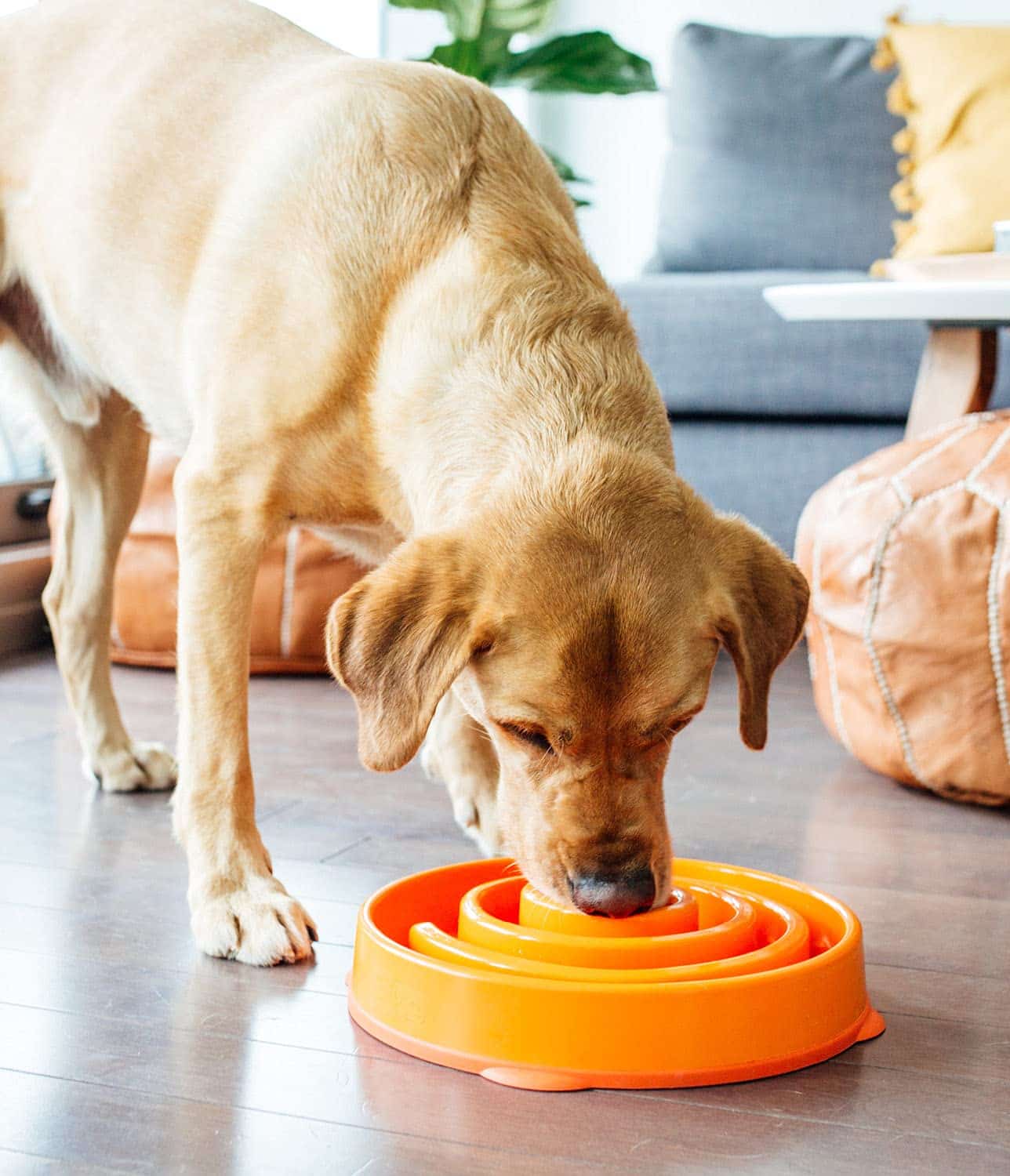 Outward Hound Fun Feeder Slo Bowl, Slow Feeder Dog Bowl, Large/Regular, Orange